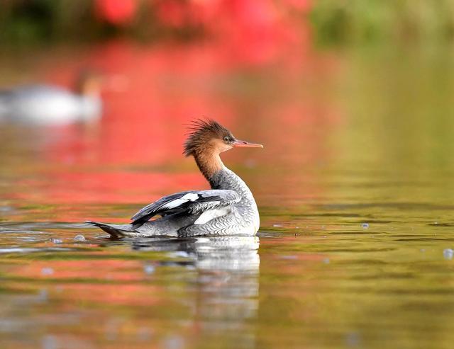 师母张桂芝摄影作品中华秋沙鸭