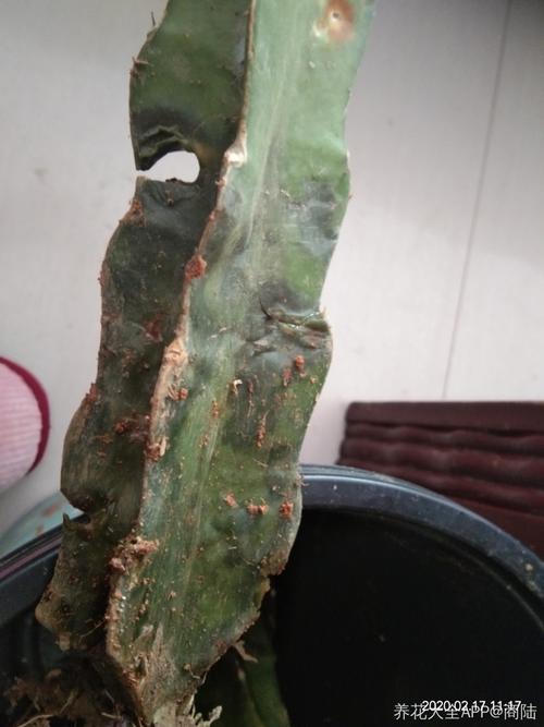 火龙果苗腐烂怎么办