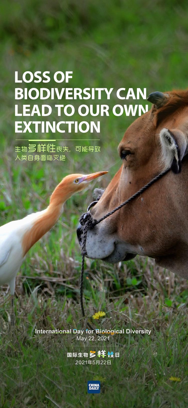 国际生物多样性日