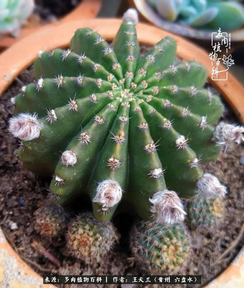 仙人球开花:挖个坑,一起跳!