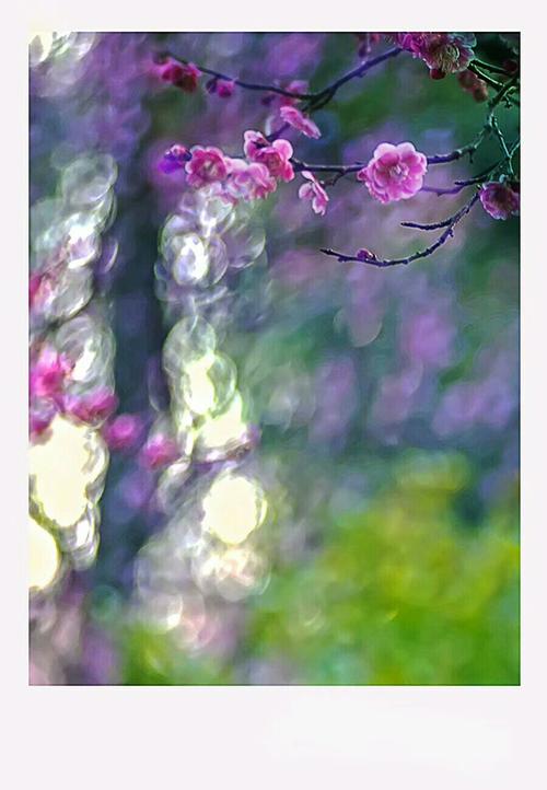 《实用摄影班》梅花拍摄记