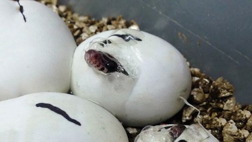 男子野外捡到一窝蛋,结果好奇带回家孵化后,钻出的生物竟吓出一身冷汗