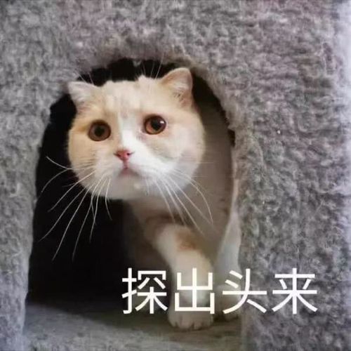 小猫咪探出头来