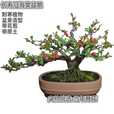原生日本长寿冠海棠花盆栽提根盆景树桩四季开花室内花卉耐寒重瓣