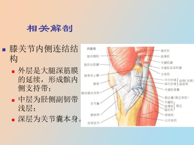 膝关节内侧副韧带损伤