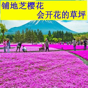 芝樱花苗地被丛生福禄考宿根多年生四季常绿花卉种子庭院户外花海