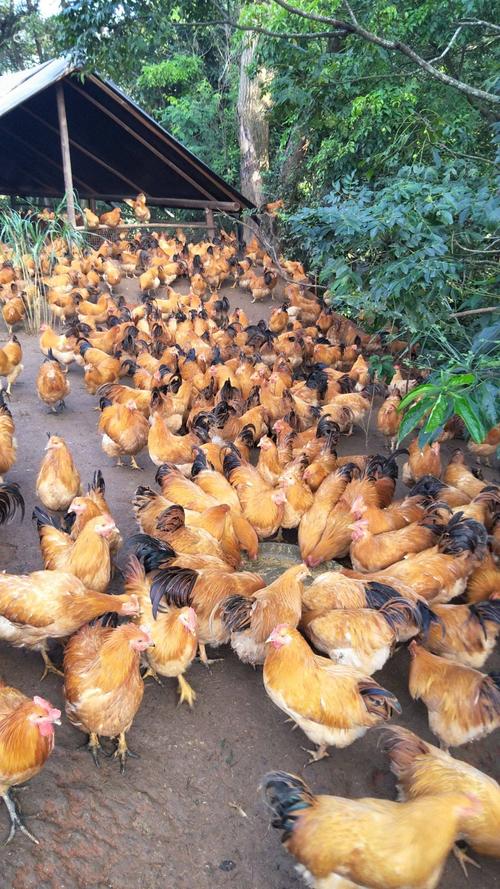 品种名:阉鸡 单只重:5-6斤 类型:公