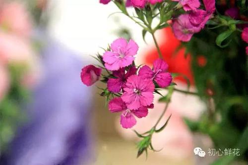 相思梅的花语源自久远的传说,心爱的人去了远方,留在原地等待的人,日