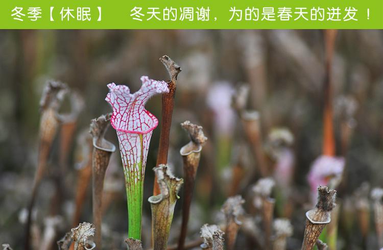 食虫植物-翼状瓶子草(s.alata)苗种子超能吃苍蝇蚊子的瓶子草