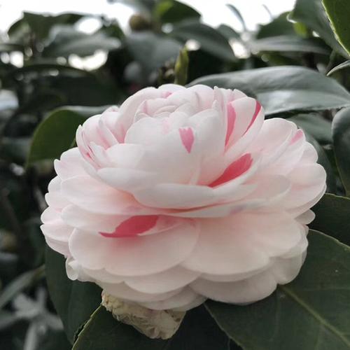 十八学士茶花苗盆栽客厅阳台花卉四季绿植多色白十八