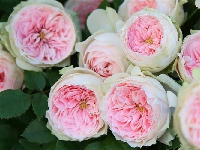 门廊绒球 香味:无香或淡香. 类别:微型月季. 开花频率:多季节开花.