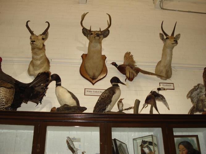 陈源初博客的相册 - 画画用的动物标本