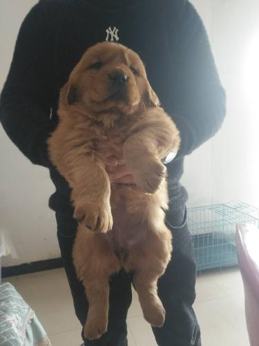 极品大骨架枫叶红金毛犬