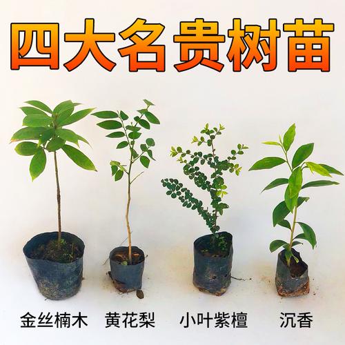 喜欢小叶紫檀苗树苗的还喜欢