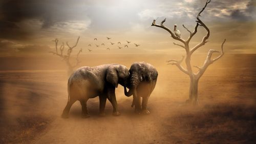 可爱的大象桌面背景图片壁纸 (1/10)