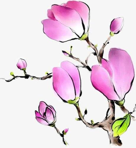 卡通手绘玉兰花图片(图07/08)手绘美甲玉兰花图片卡通手绘玉兰花图片