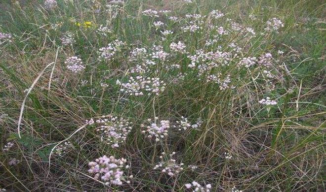 贼麻花,又名麻麻花,学名lamium barbatum,是唇形科多年生草本植物,其