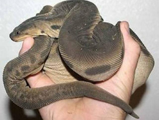 揭秘:马来西亚巨型水蛭,身长1.7米,究竟是什么来头?