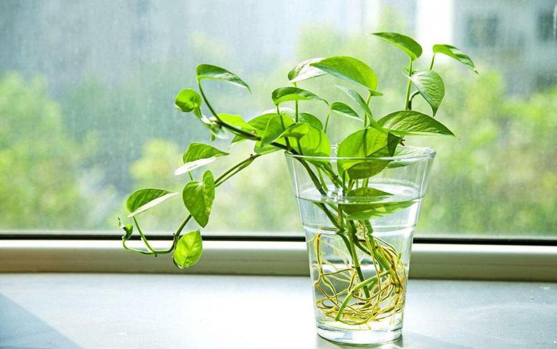 水培绿萝的养殖方法水培绿萝如何养