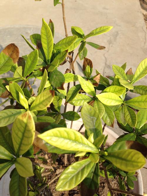 求各位养花大神,帮我看看我家的栀子花得什么病了?