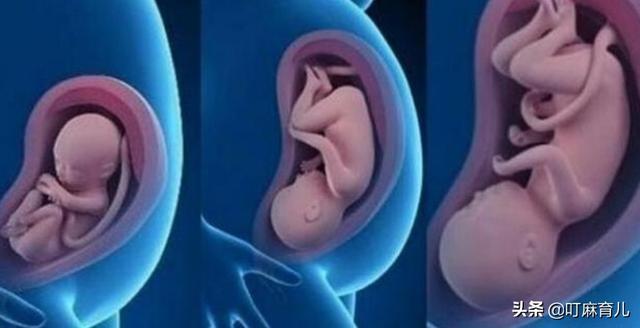 胎儿3个月,6个月,10个月的时候分别有多大?