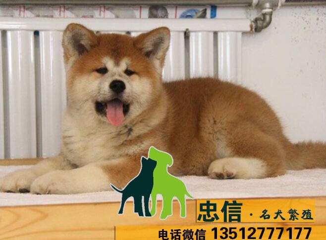 秋田犬07 - 广东名犬繁殖基地