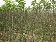 供应成品嫁接核桃苗8518核桃苗