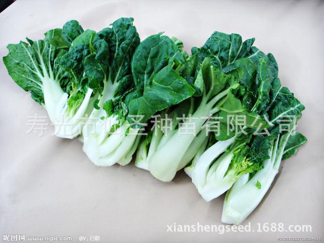 矮脚奶白菜种子速生蔬菜种子 春秋大面积种植 50g