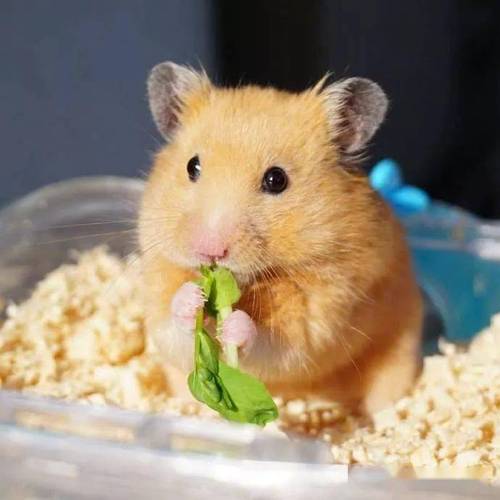 这些食物一定不能给仓鼠吃!_手机搜狐网