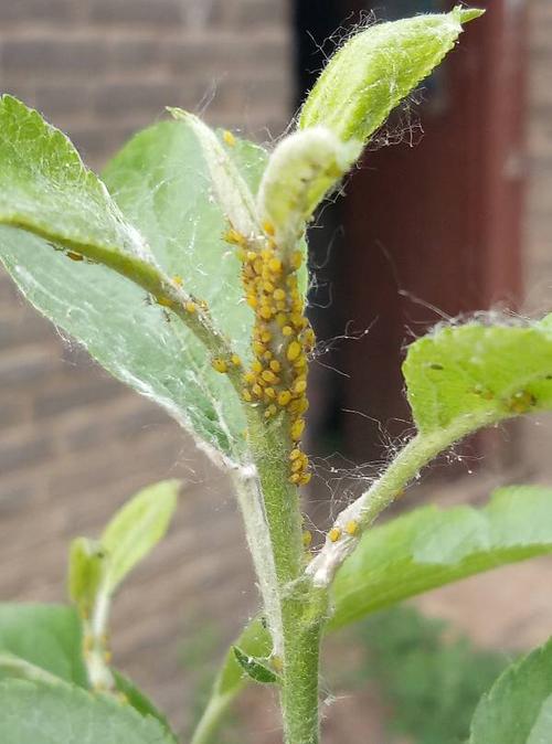 苹果树都是这种虫子怎么治疗?