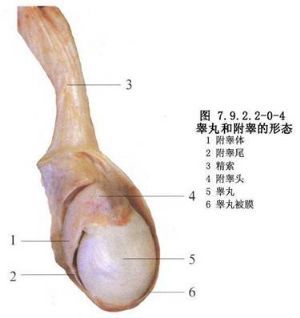 阴囊及其内容物手术