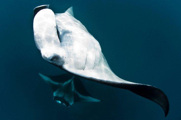 照片中,身躯庞大的蝠鲼好似巨大的蝙蝠一样在水中游动,它们聚集在一起