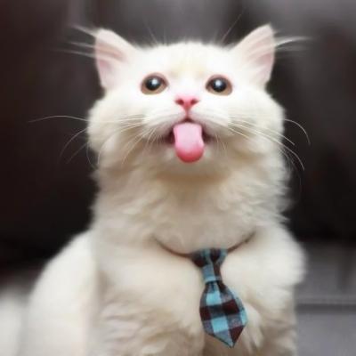 微信头像猫咪图片大全 高清吐舌头的可爱小猫咪卖萌图片