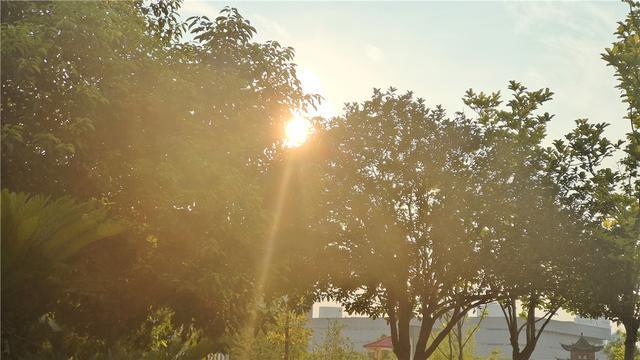 美丽吉安清晨的阳光穿过枝叶温暖宁静