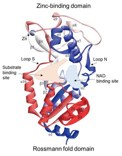 sirtuin 5: a review of structure, known inhibitors and clues for