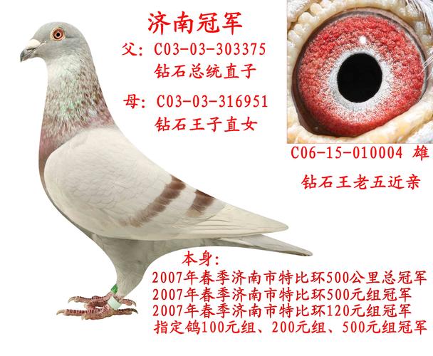 鸽子简介