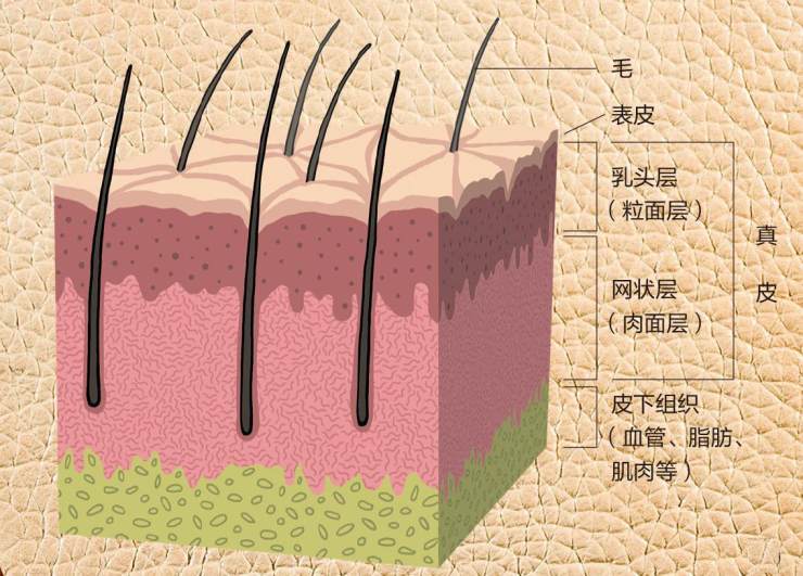脊椎动物皮肤结构示意图