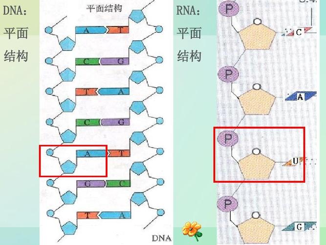 dna: rna: 平面 结构 平面 结构