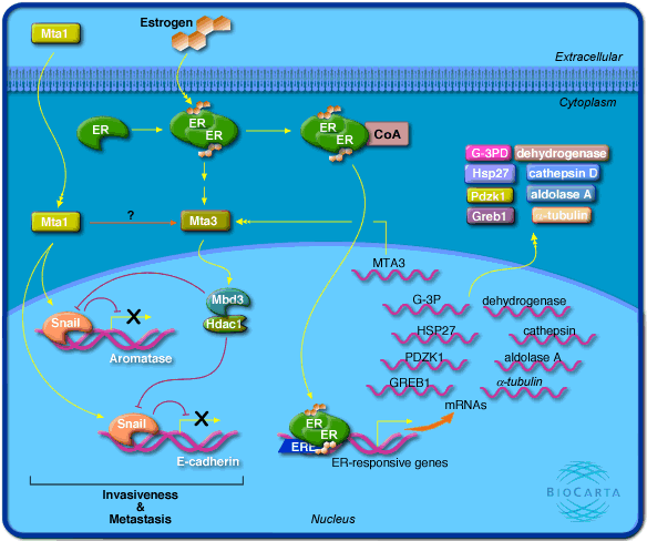 in prostate cancer and its significance  什么是expressb\l?