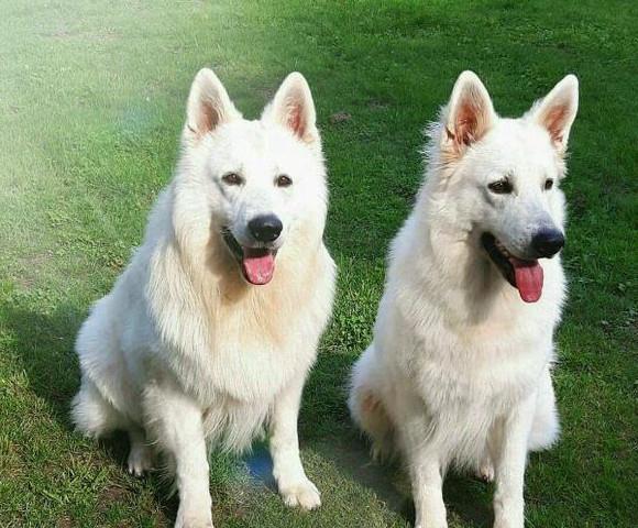 极为稀有的牧羊犬-白色德牧,真正纯白色的德牧你见过吗?