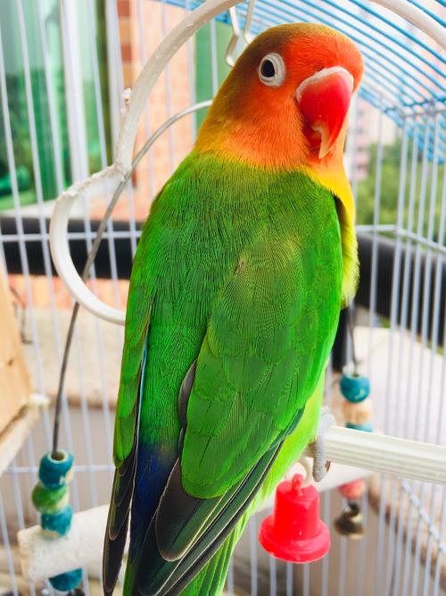 牡丹鹦鹉&黄雀鸟