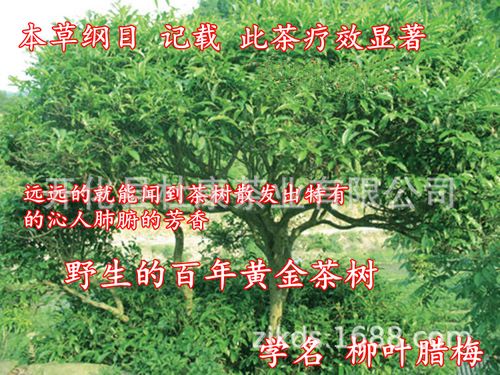 开化野生黄金茶 钱塘江源头高山野生-柳叶腊梅