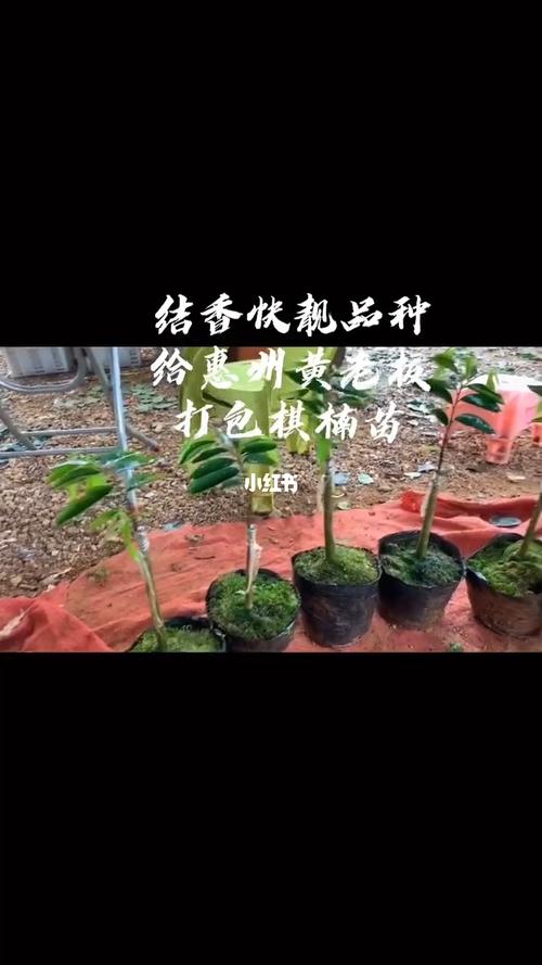 正宗电白奇楠沉香苗发货中_沉香_广西_沉香树苗_家居家装_家居装饰