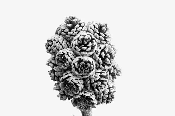 关键词 : 雪花,松塔,松子,冬天,寒冷,植物