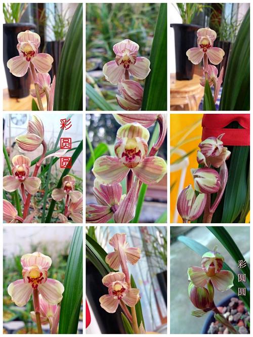 卷三,春剑篇荷瓣录