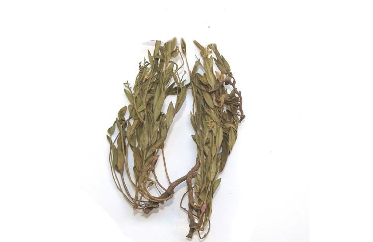 中药材批发 中草药 野生瓜子金 辰砂草 金锁匙 瓜子草