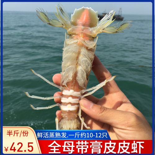 北海全母带膏皮皮虾免邮中超大鲜活蒸熟新鲜濑尿虾虾爬子海鲜250g