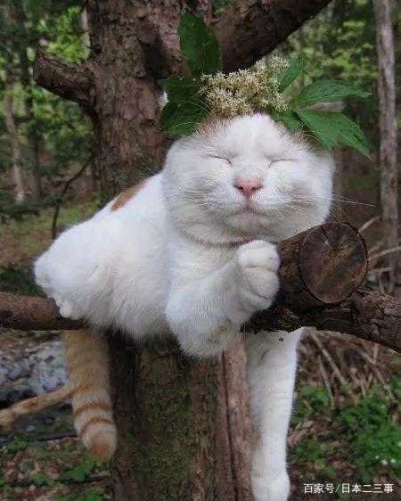 看了这只日本网红猫的晒照:与世无争的表情,治愈了网友的心