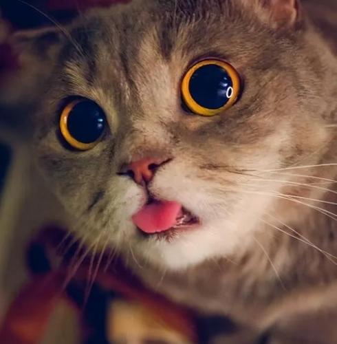 猫咪吐舌头,并不一定就是应激反应,也许只是忘记收回去了