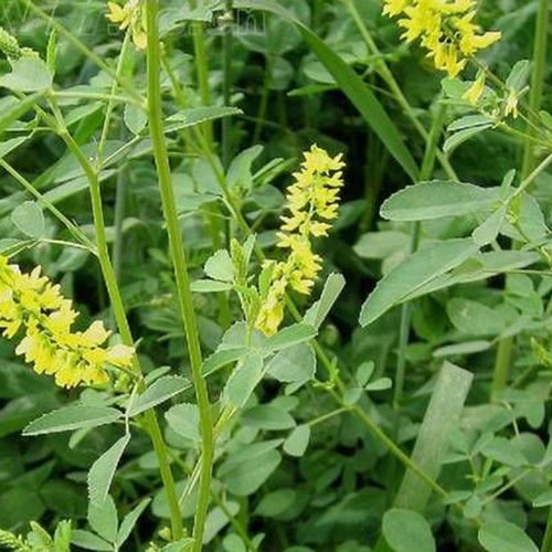 供应牧草种子 草木犀种子黄花草种子野苜宿种子高产耐碱 抗逆性强